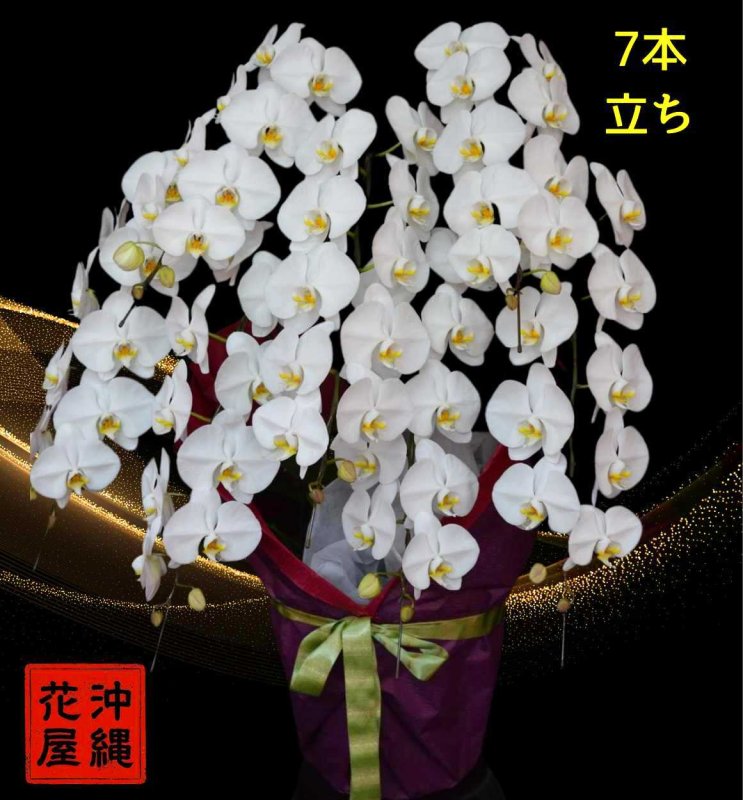 画像2: 開店祝いの胡蝶蘭7本立ち 大輪白　沖縄県産品　沖縄の胡蝶蘭専門店77,000円 (2)