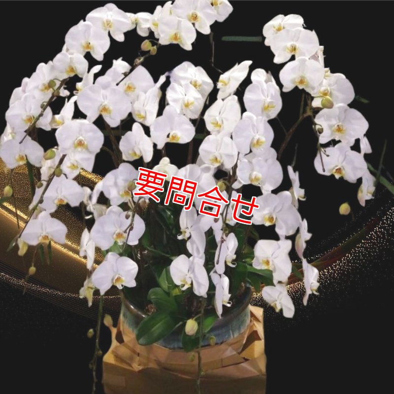 画像1: 沖縄 開店祝い｜沖縄県産胡蝶蘭12本立ち 132,000円 (1)