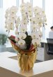 画像3: 開院祝い 胡蝶蘭5本立ち 大輪白（沖縄県産） (3)