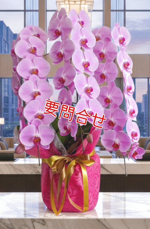 画像1: 沖縄 就任祝い｜大輪ピンク胡蝶蘭3本立ち 33,000円 (1)
