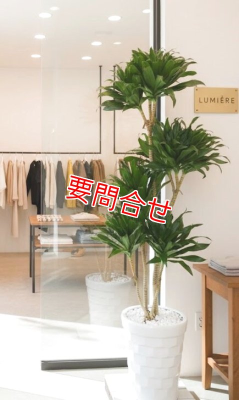 画像1: 観葉植物 ドラセナ コンパクター｜開店祝い・開院祝い 沖縄配達【16500円】 (1)