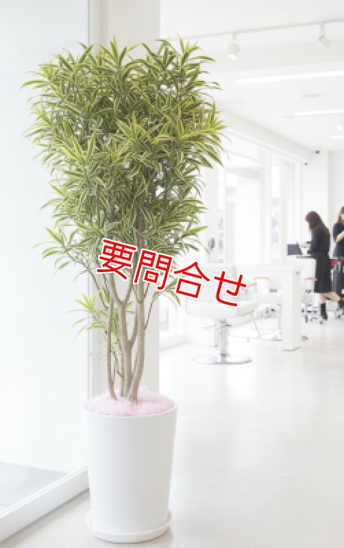 画像1: 観葉植物 季節のお任せギフト【33000円】｜開店祝い・開院祝い 沖縄配達 (1)