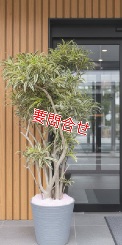 画像4: 観葉植物 季節のお任せギフト【33000円】｜開店祝い・開院祝い 沖縄配達 (4)