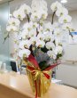 画像4: 沖縄 開店祝い 胡蝶蘭6本立ち大輪白｜法人向け・配達無料 (4)