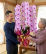 画像1: 沖縄の長寿祝いの胡蝶蘭 3本立ち お任せピンク｜沖縄配達 (1)
