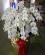 画像3: 沖縄周年祝い専門｜胡蝶蘭10本立ち大輪白110,000円・最高級・県産 (3)