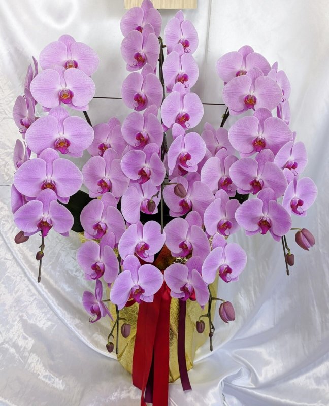 画像1: 周年祝いの胡蝶蘭  沖縄県産品 5本立ち 大輪ピンク55000円 (1)