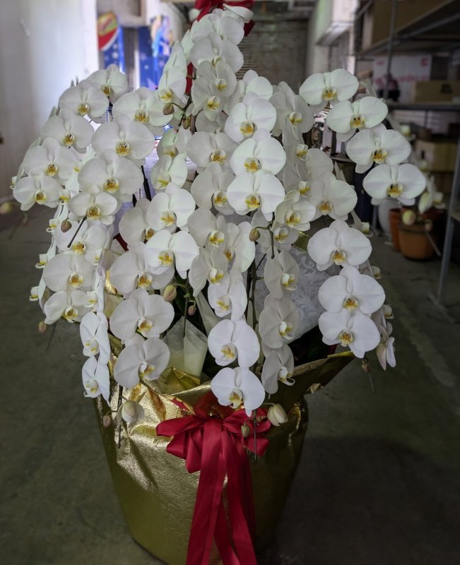 画像8: 沖縄 開店祝い 胡蝶蘭10本立ち大輪白｜法人向け・配達無料 (8)