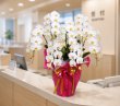 画像1: 開院祝いの胡蝶蘭 沖縄県産品 7本立ち 大輪白 (1)