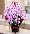 画像4: 胡蝶蘭　7本立ち 大輪ピンク沖縄県産品　予算70000円 (4)