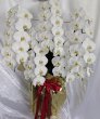 画像2: 胡蝶蘭5本立ち｜沖縄の花屋アレンジマニア (2)