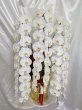 画像1: 沖縄県産胡蝶蘭　しだれ胡蝶蘭3本立ち (1)