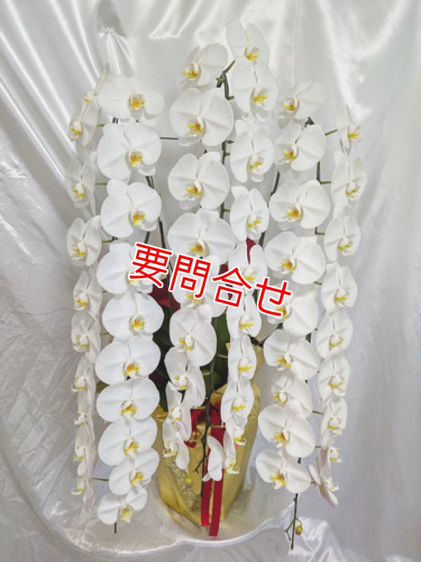 画像1: 沖縄 竣工祝い｜沖縄県産しだれ胡蝶蘭3本立ち 55,000円 (1)