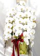 画像1: 沖縄 開院祝いに胡蝶蘭3本立ちしだれ長尺｜アレンジマニア (1)